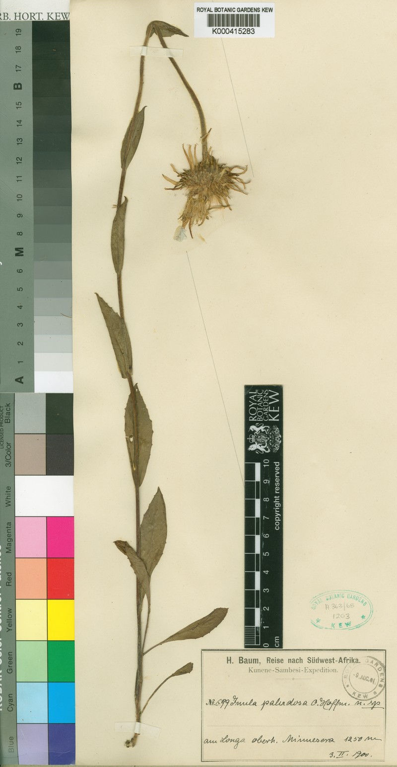 Inula poggeana photo 3