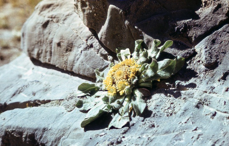 Inula rhizocephala photo 2