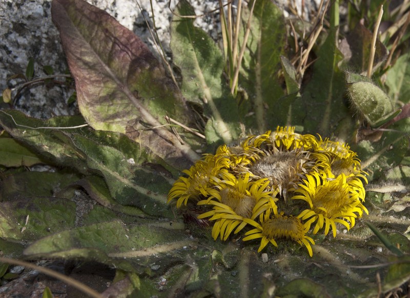 Inula rhizocephala photo 3