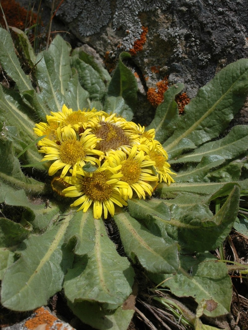 Inula rhizocephala photo 4