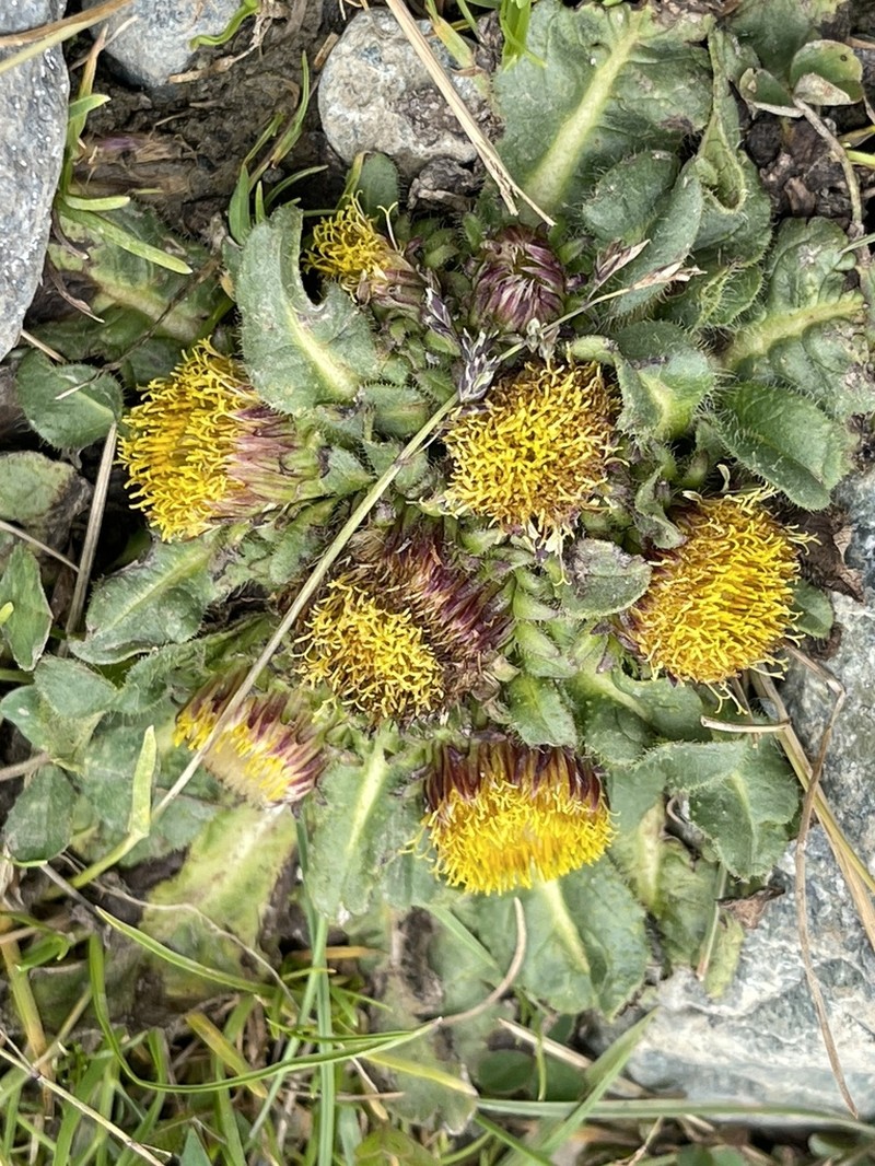 Inula rhizocephala photo 5