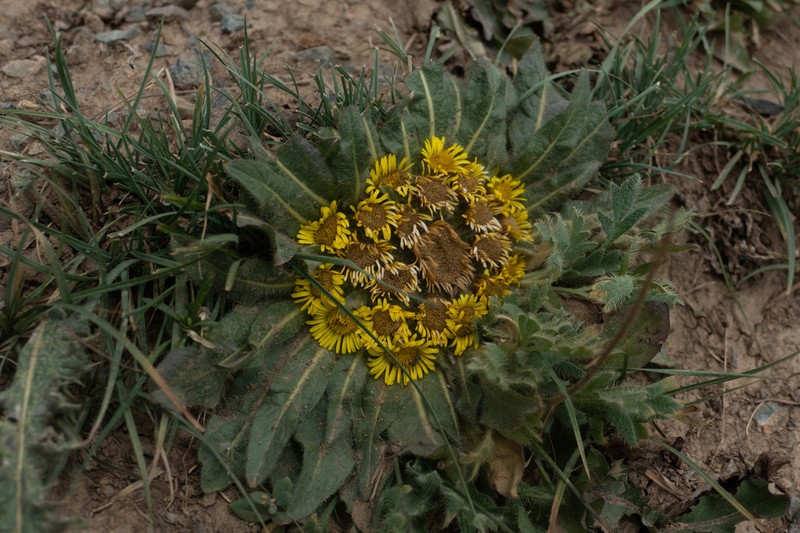 Inula rhizocephala photo 6