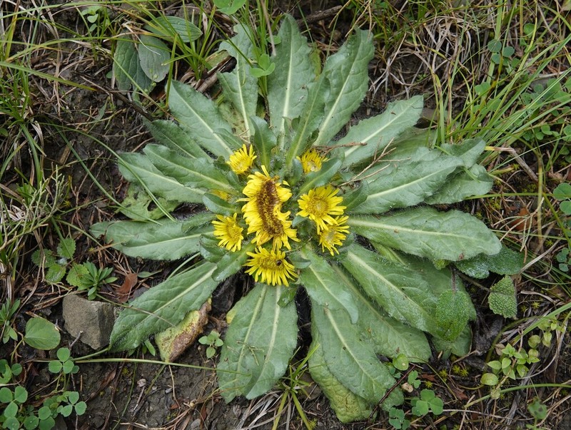 Inula rhizocephala photo 7