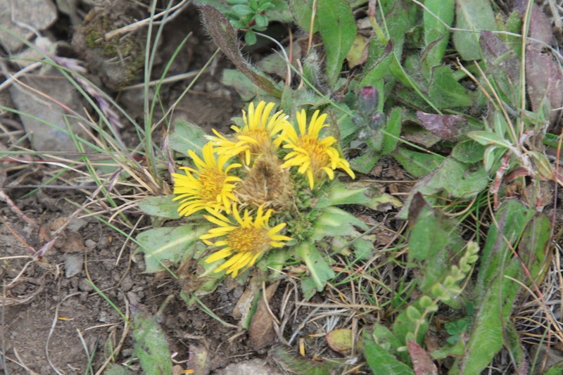 Inula rhizocephala photo 8