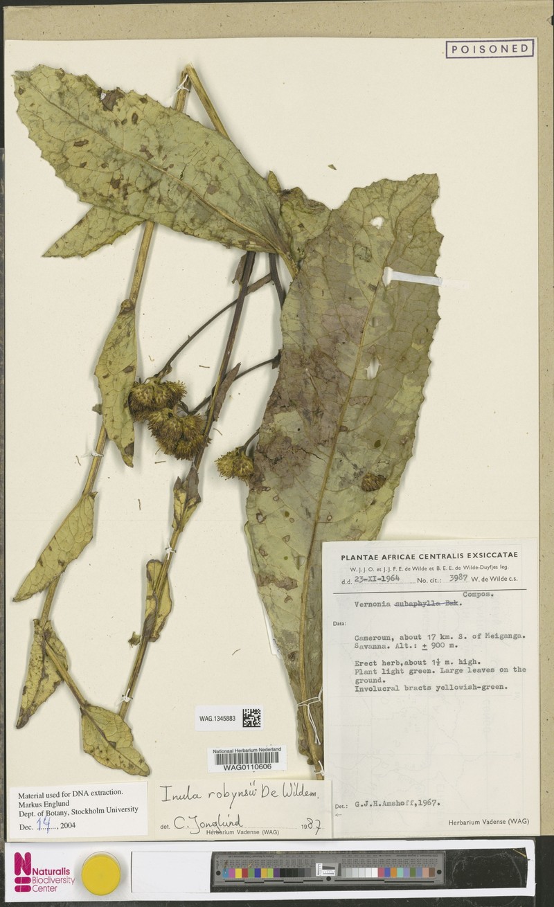 Inula robynsii photo 2