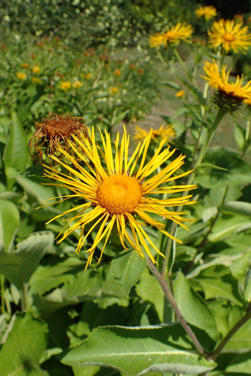 Inula royleana