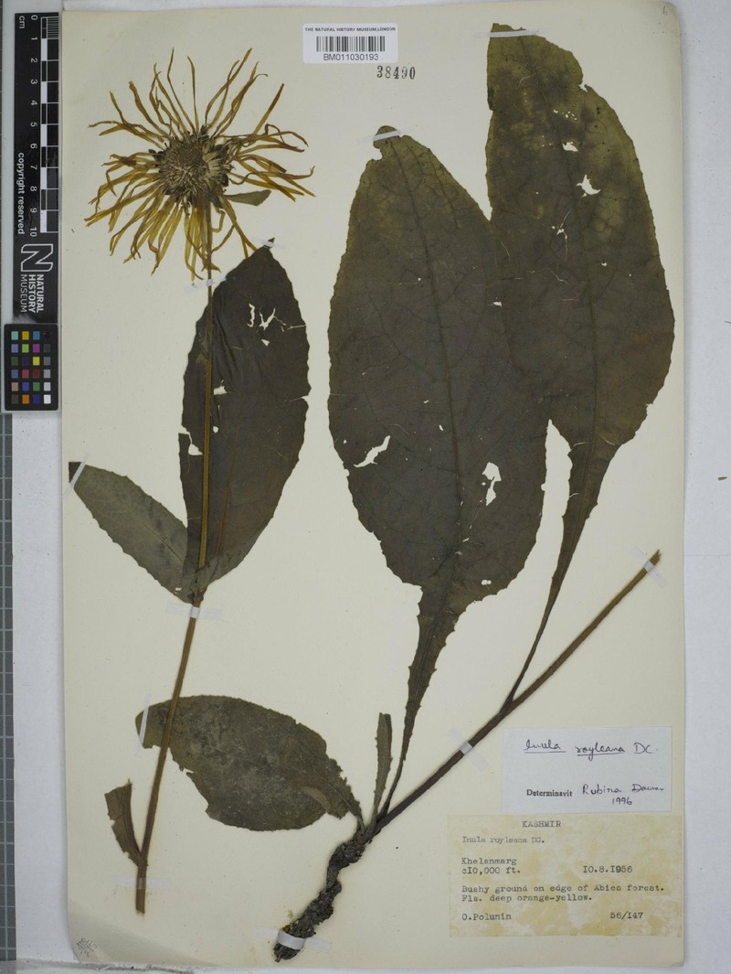 Inula royleana photo 2