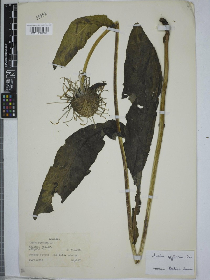Inula royleana photo 3