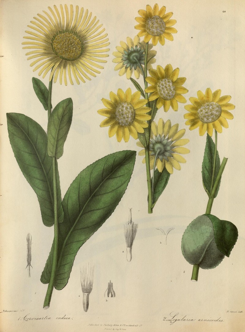 Inula royleana photo 4