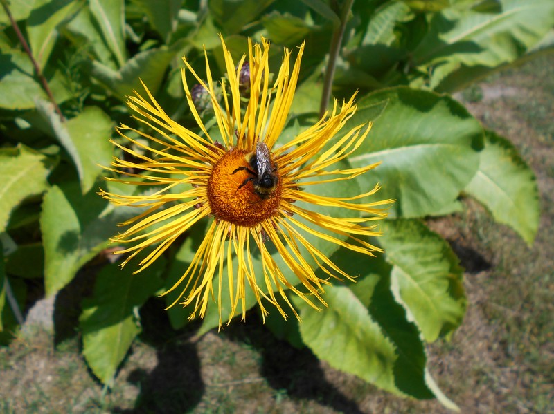 Inula royleana photo 5