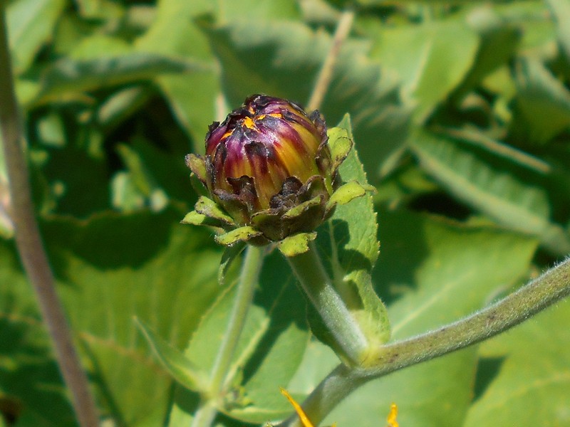 Inula royleana photo 6