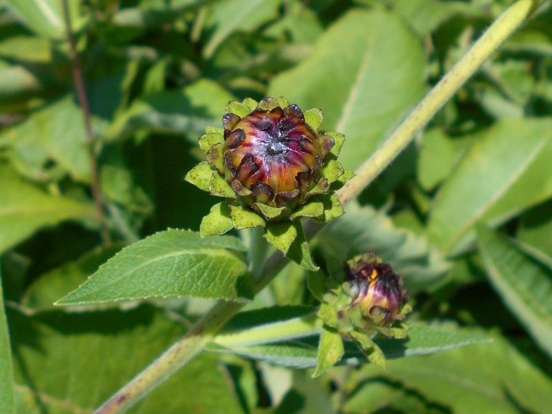 Inula royleana photo 7