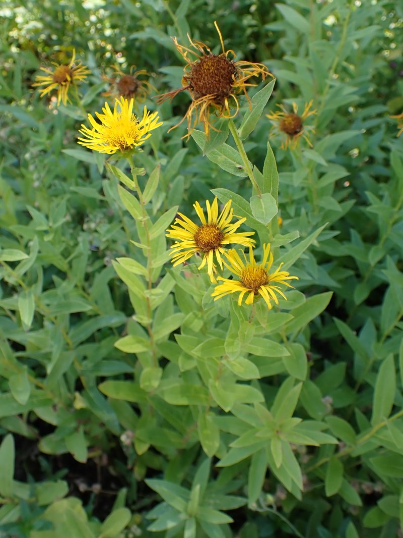 Willowleaf Yellowhead photo 3