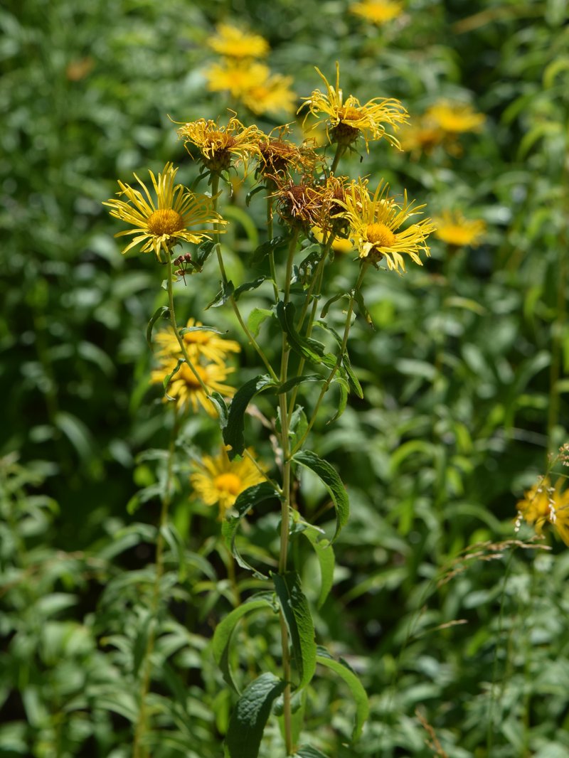 Willowleaf Yellowhead photo 4