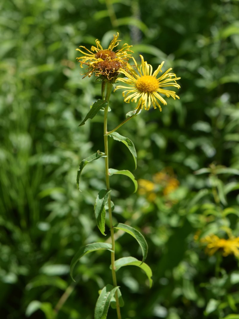Willowleaf Yellowhead photo 5