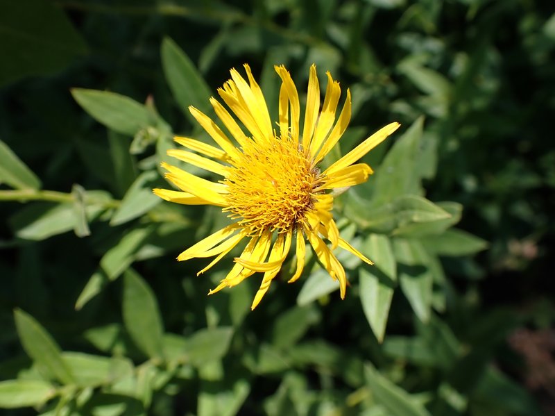 Willowleaf Yellowhead photo 6