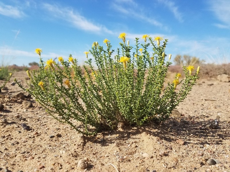 Inula salsoloides
