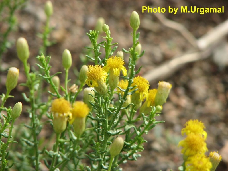 Inula salsoloides photo 2