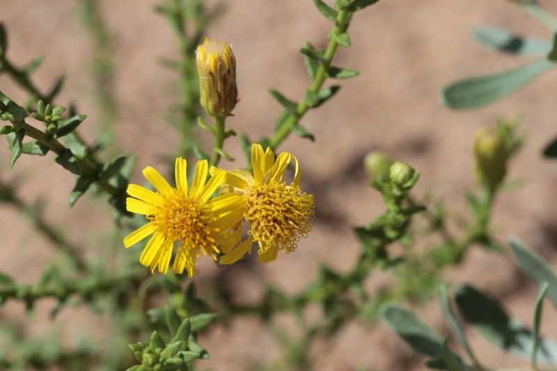 Inula salsoloides photo 3