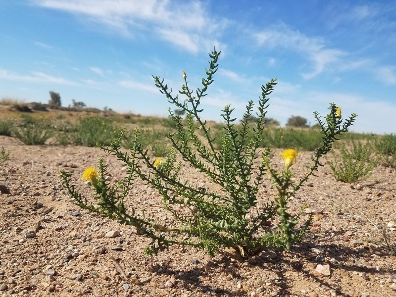 Inula salsoloides photo 4