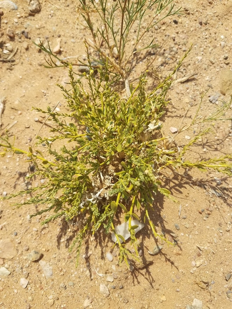 Inula salsoloides photo 5