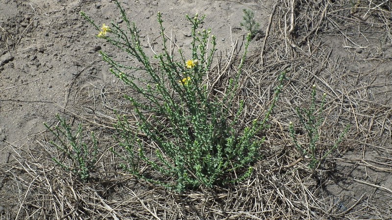 Inula salsoloides photo 6