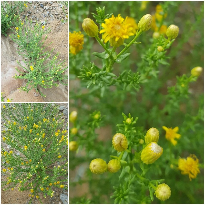 Inula salsoloides photo 7