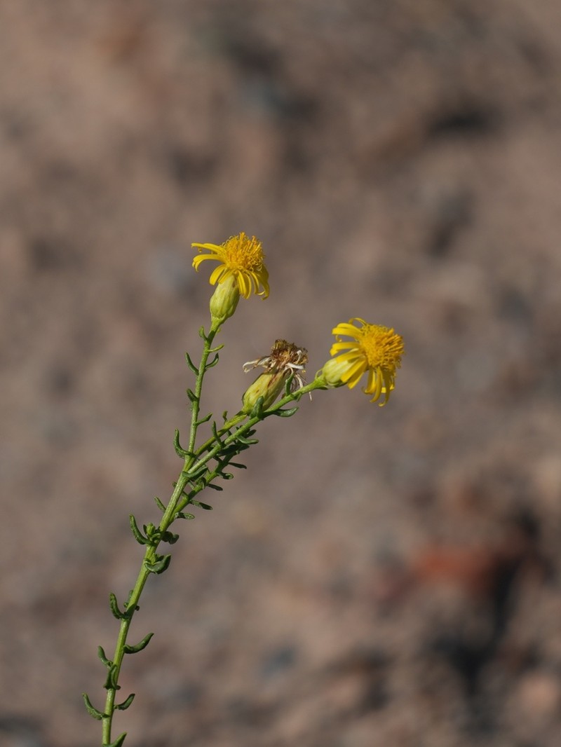 Inula salsoloides photo 8