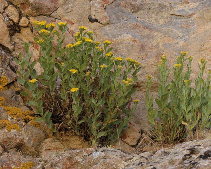 Inula schischkinii