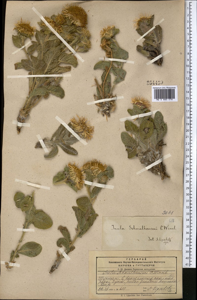 Inula schmalhausenii photo 2