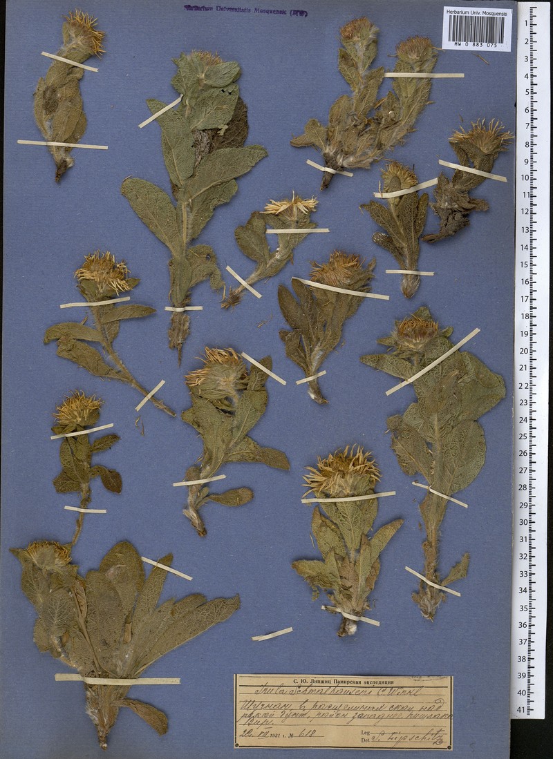 Inula schmalhausenii photo 3