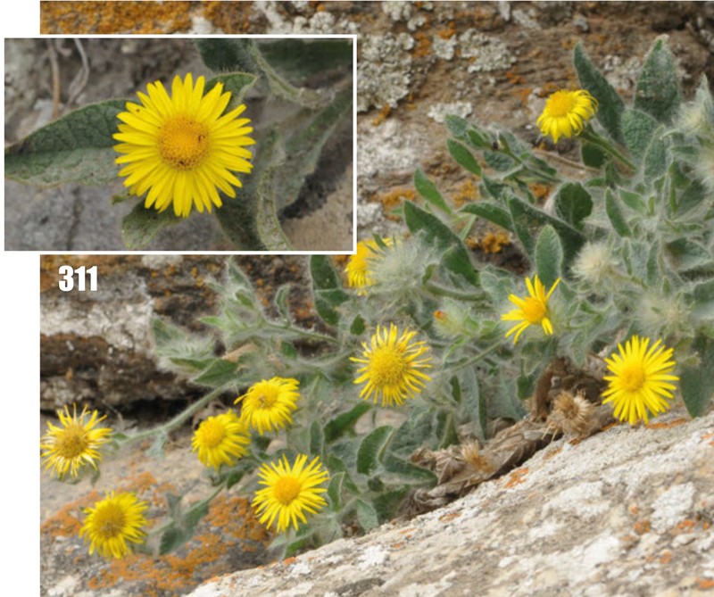 Inula schmalhausenii