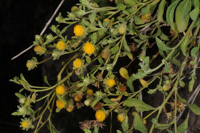 Inula sechmenii