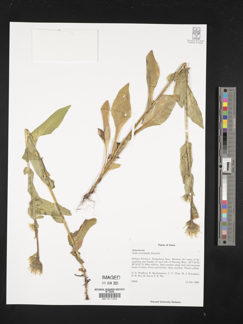 Inula sericophylla