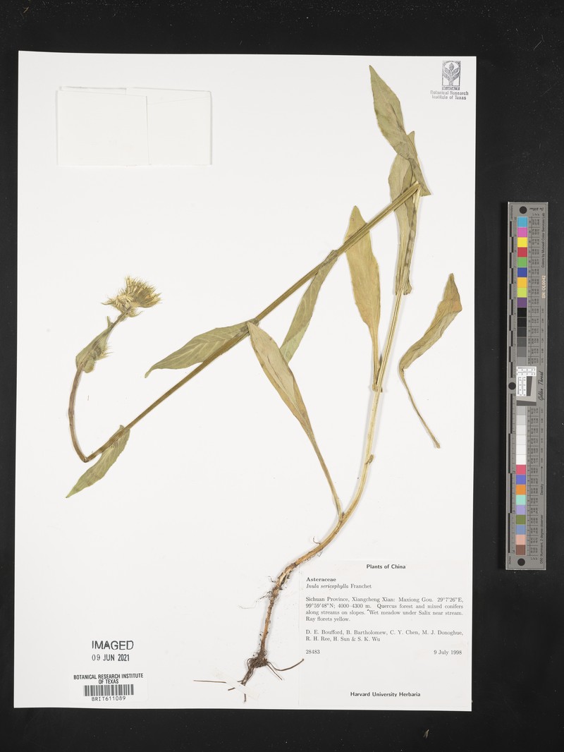 Inula sericophylla photo 2