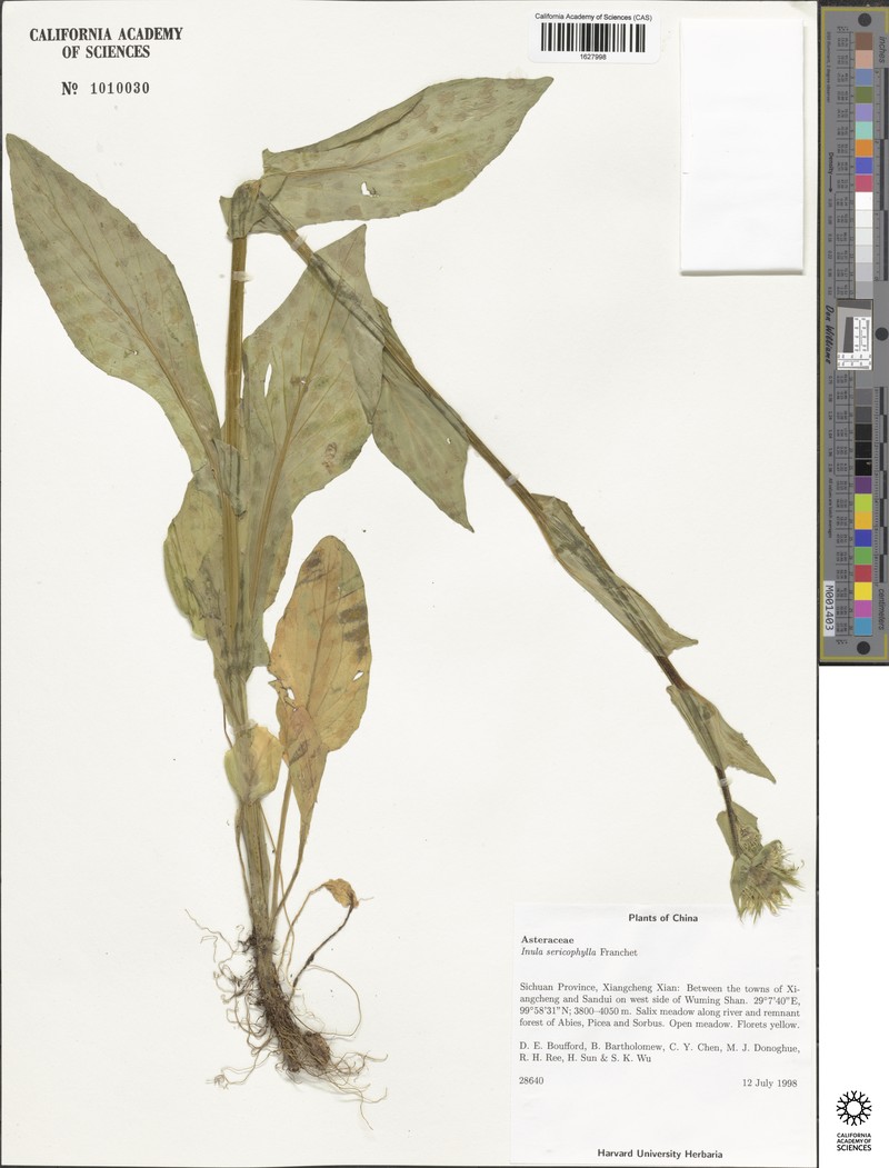 Inula sericophylla photo 3