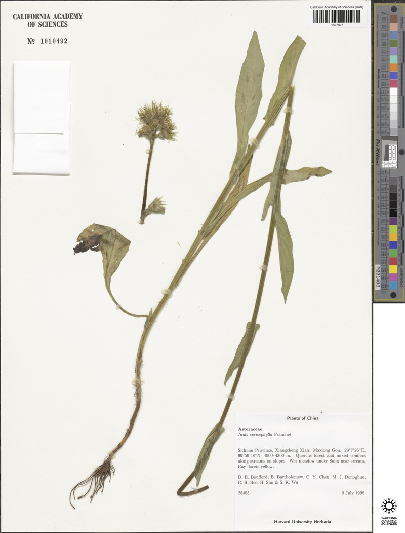 Inula sericophylla photo 4
