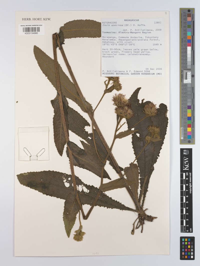 Inula speciosa