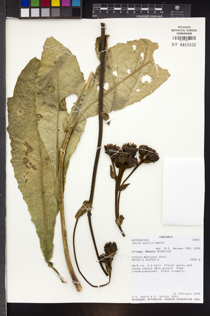 Inula stolzii