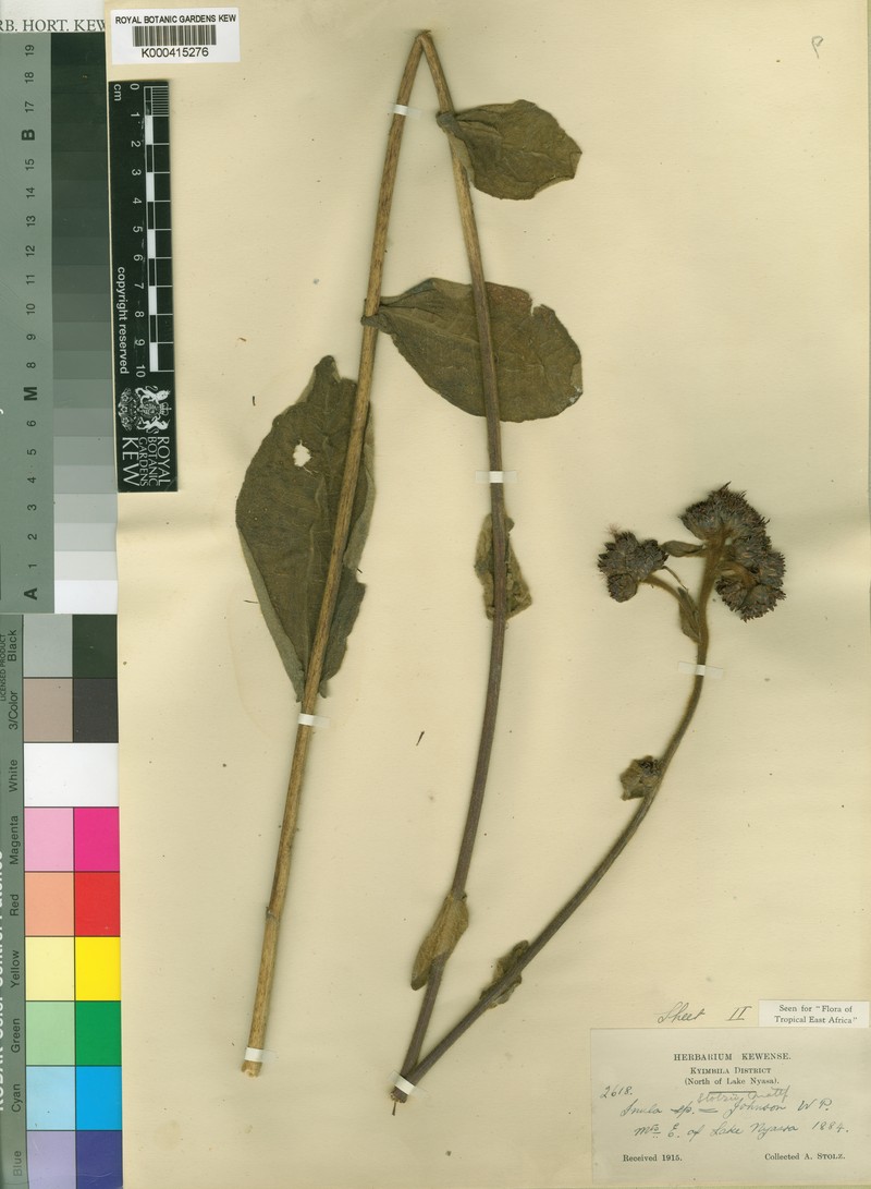 Inula stolzii photo 3