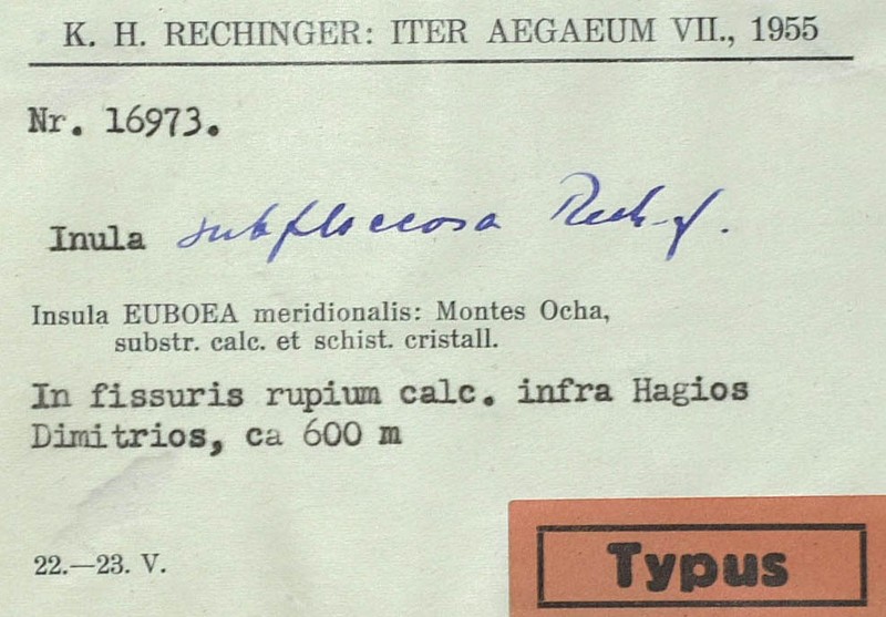 Inula subfloccosa