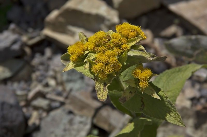Inula thapsoides