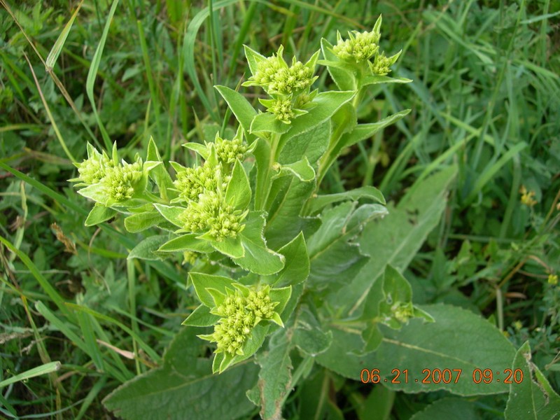 Inula thapsoides photo 2