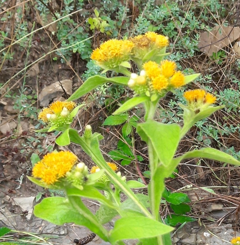 Inula thapsoides photo 3