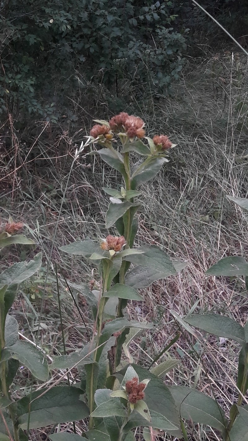 Inula thapsoides photo 4