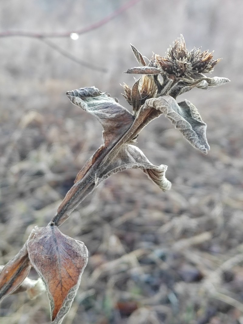 Inula thapsoides photo 5