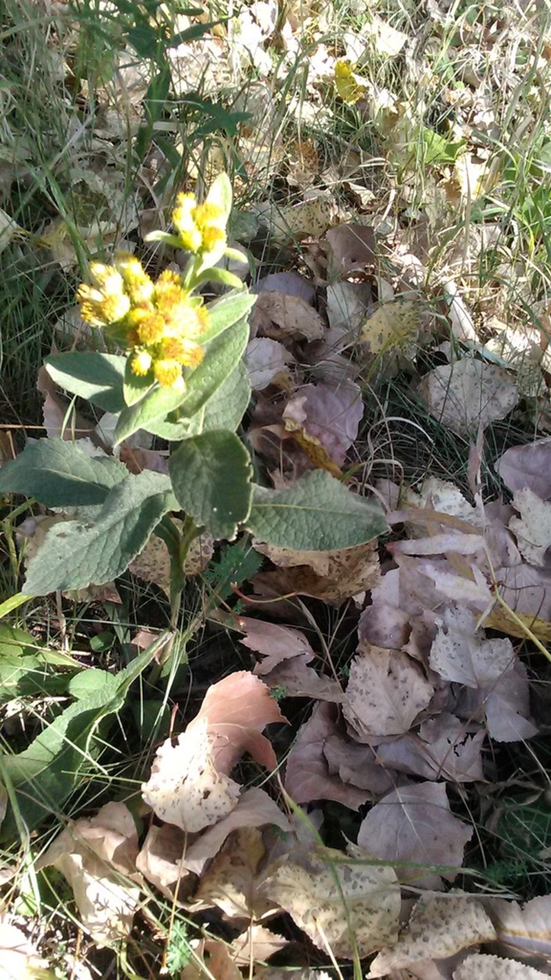 Inula thapsoides photo 6