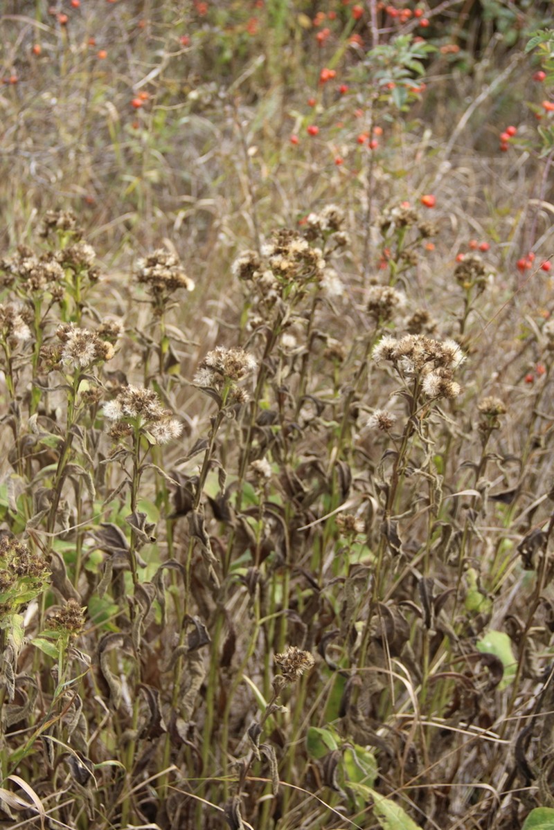 Inula thapsoides photo 7