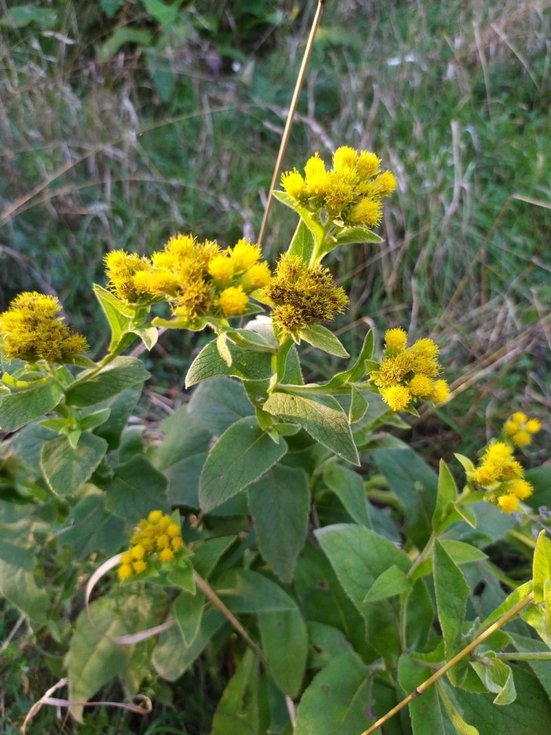Inula thapsoides photo 8