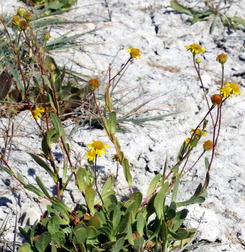 Inula tuzgoluensis